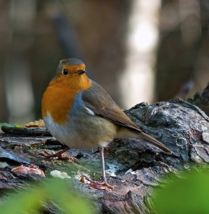 Cock Robin P1890320