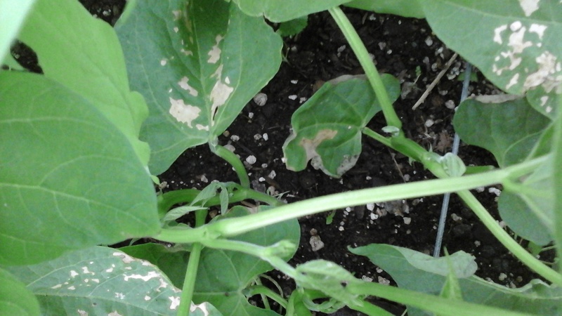 Epsom salts for your veggie garden?? 2017-025