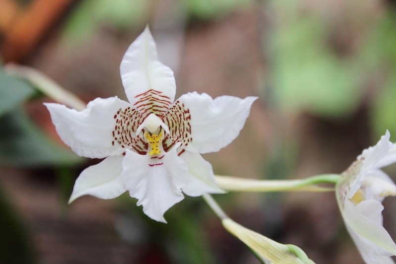 Lemboglossum cervantesii var.rosea Dpp_2012