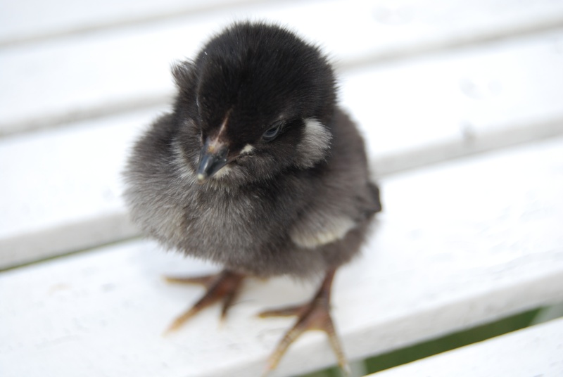 araucana - Evolution d'un poussin Araucana noir 00110