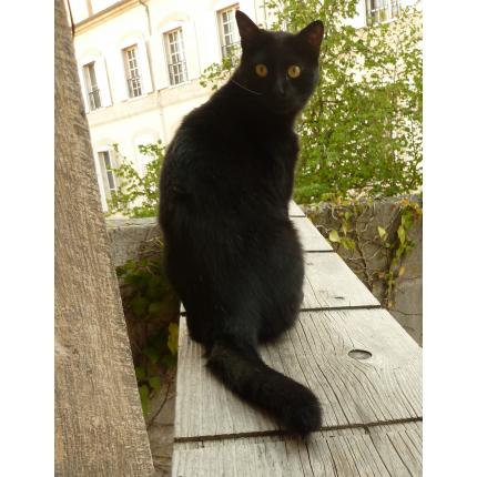 Perdu chat noir, Nancy centre / rue Lyautey, Place d'Alliance 10266911