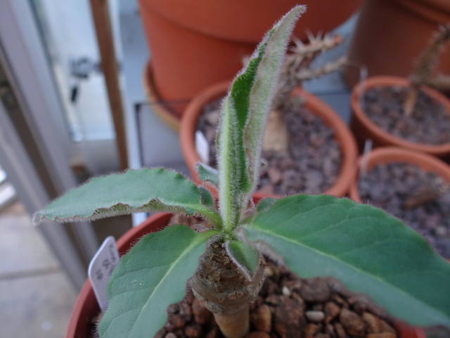 Euphorbia ankarensis Euphor18