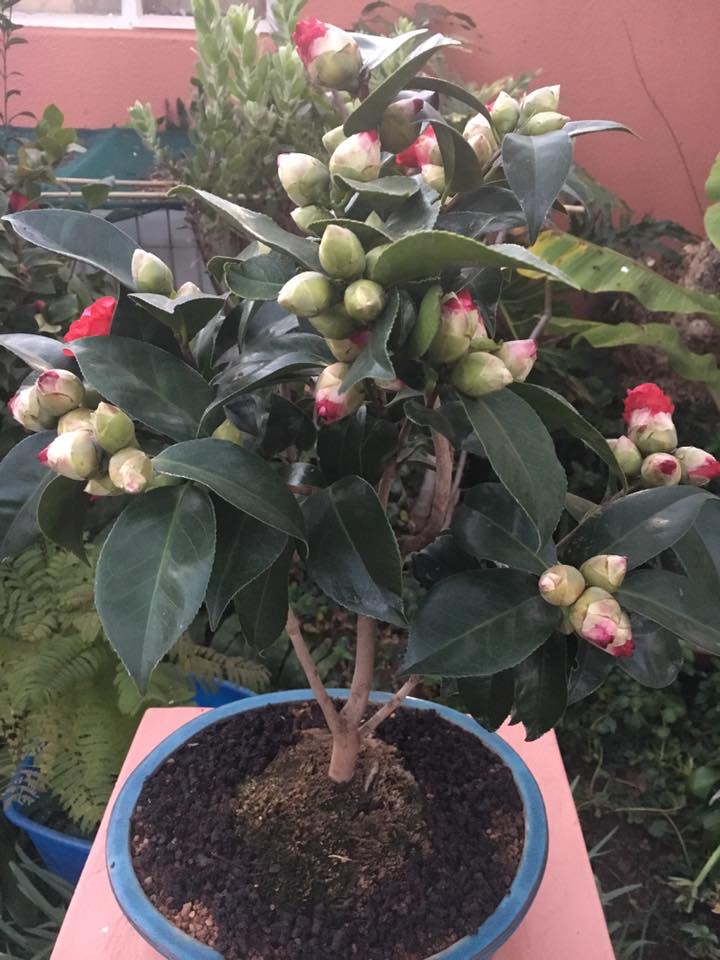 Spring flowering bonsai 13726810