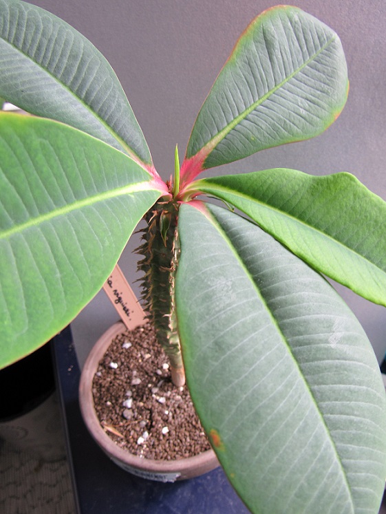 Euphorbia viguieri. Euphor10