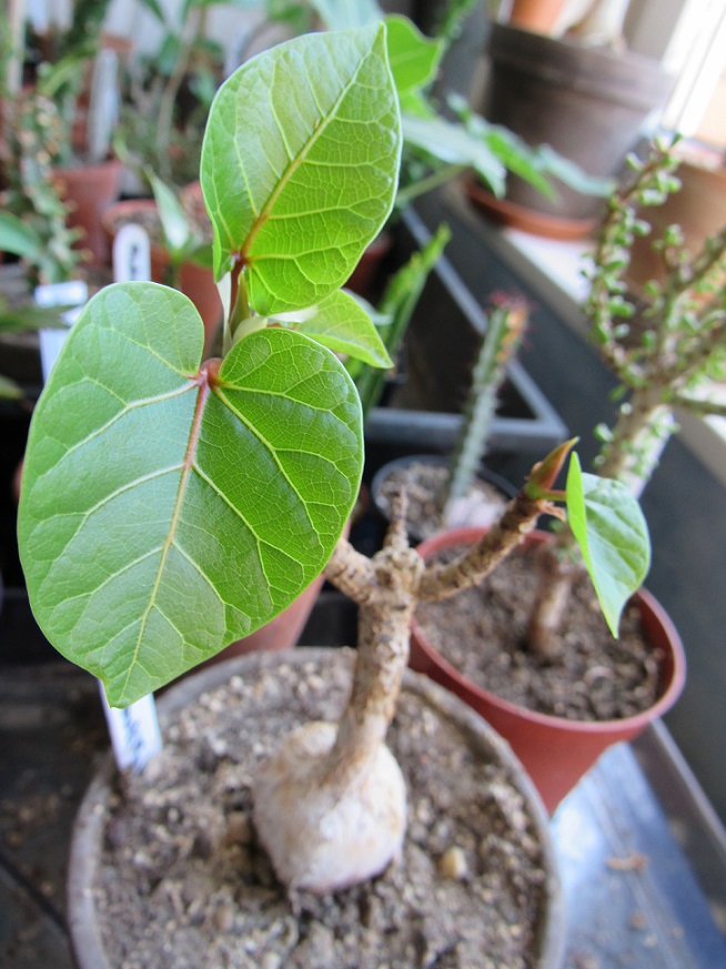 Ficus abutilifolia. Ficus10