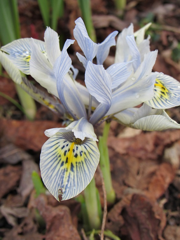 Iris reticulata - Page 2 Irisr10