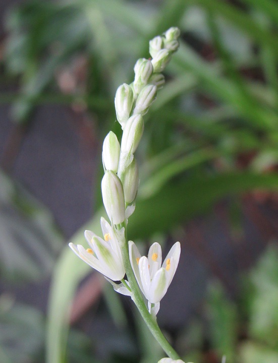 Ornithogalum anguinum. Oangui13