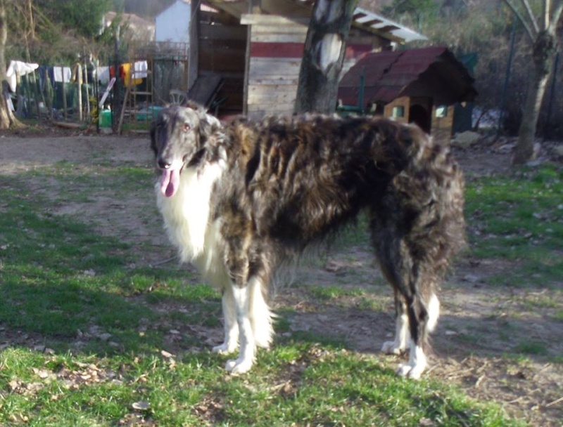 Magnifique Barzoi à adopter .. 15516510