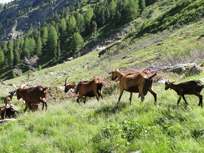 Le vallon d'Ambin Dsc04413