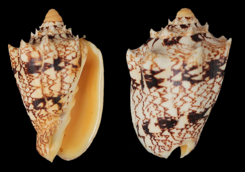 Cymbiola chrysostoma - (Swainson, 1824) Cymbio10