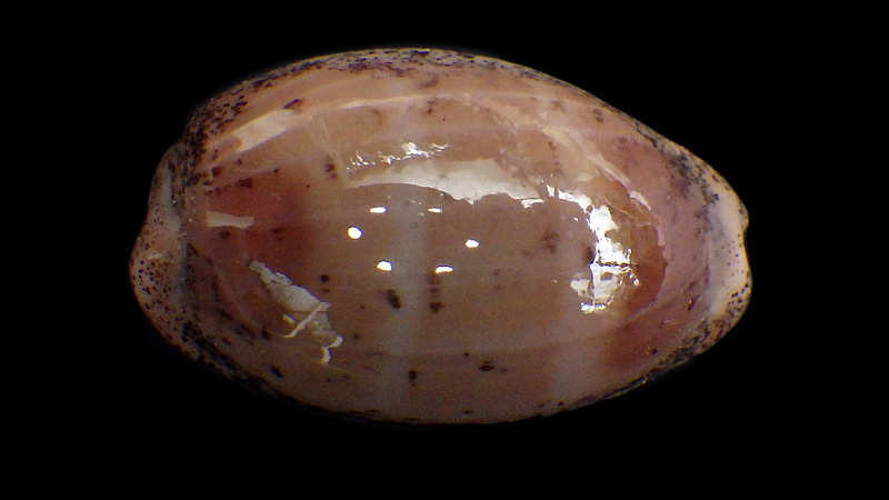 Luria cinerea (Gmelin, 1791) Rimg3446