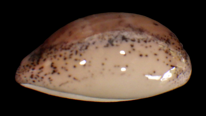 Luria cinerea (Gmelin, 1791) Rimg3448