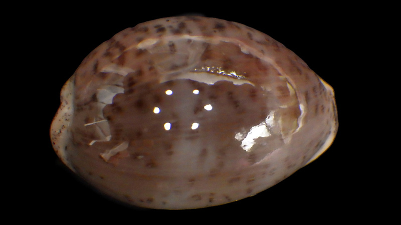 Luria cinerea (Gmelin, 1791) Rimg3450