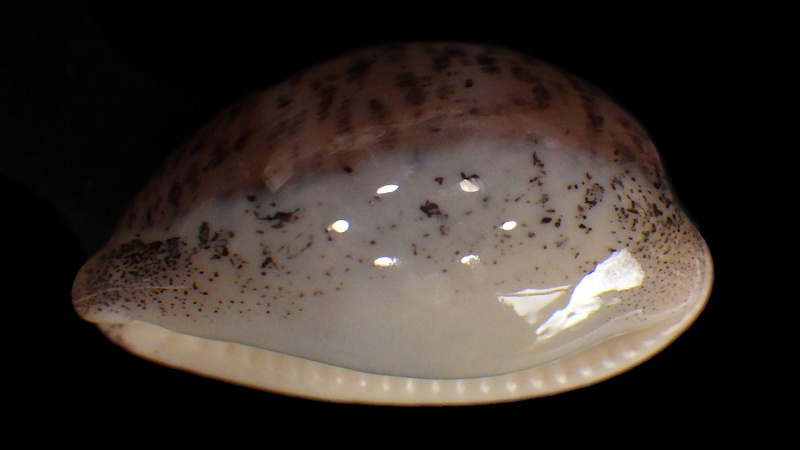 Luria cinerea (Gmelin, 1791) Rimg3452