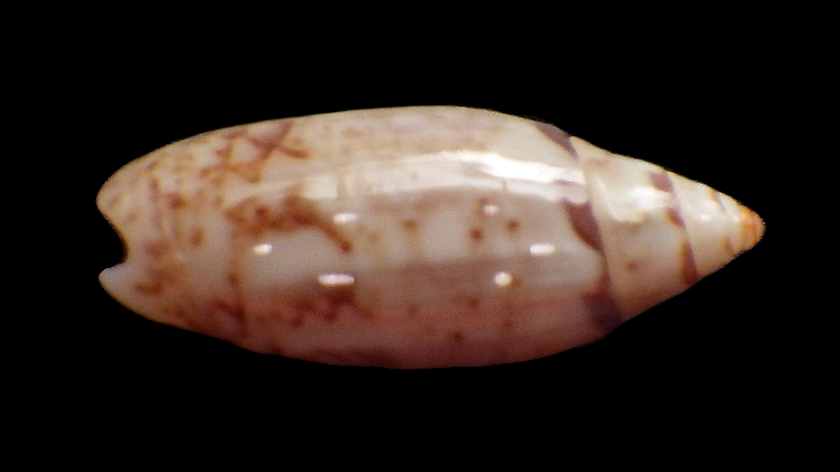 Acutoliva panniculata marquesana (Petuch & Sargent, 1986) Rimg3614