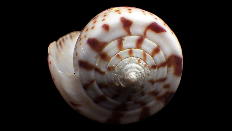 Conus (Kalloconus) byssinus   (Röding, 1798) Rimg3634