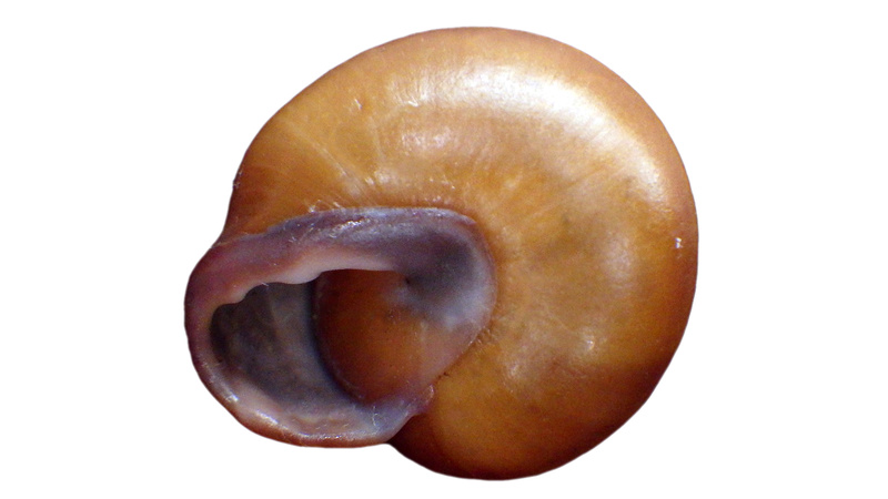 Pleurodonte guadeloupensis roseolabrum (M. Smith, 1911) & Pleurodonte hyppocastanum (Lamarck, 1822) à confirmer Rimg3637