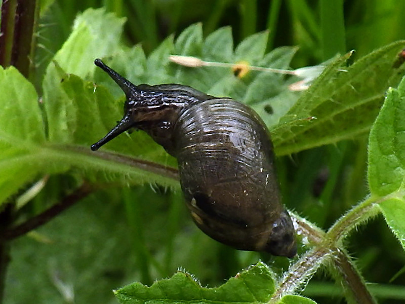 Succinea putris ou Oxyloma elegans ? Rimg4145