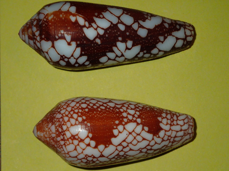 Conus (Darioconus) magnificus Reeve, 1843 - Page 5 P3290921