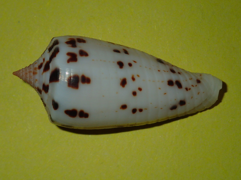 Conus (Phasmoconus) blanfordianus  Crosse 1867 P3290922