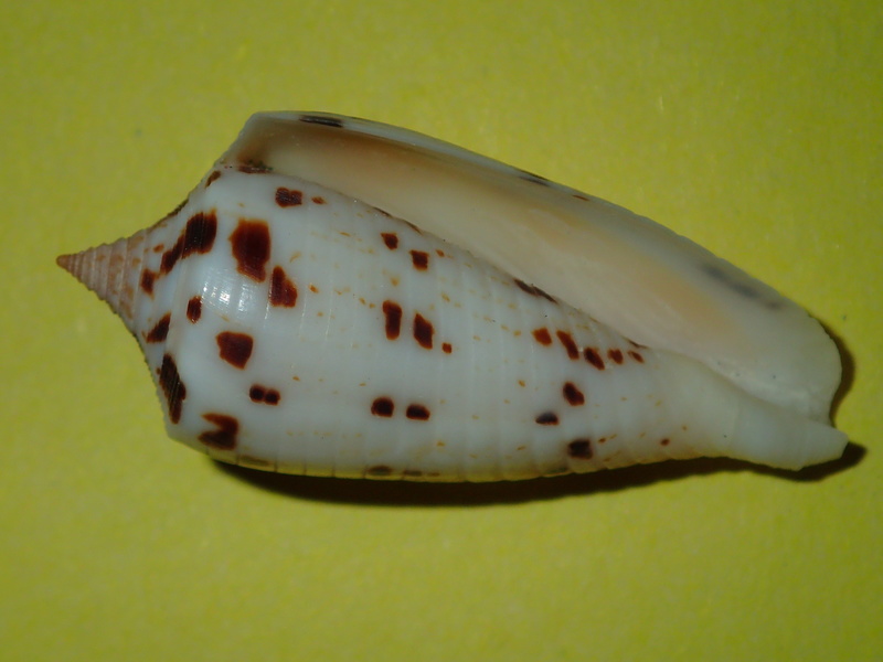 Conus (Phasmoconus) blanfordianus  Crosse 1867 P3290923