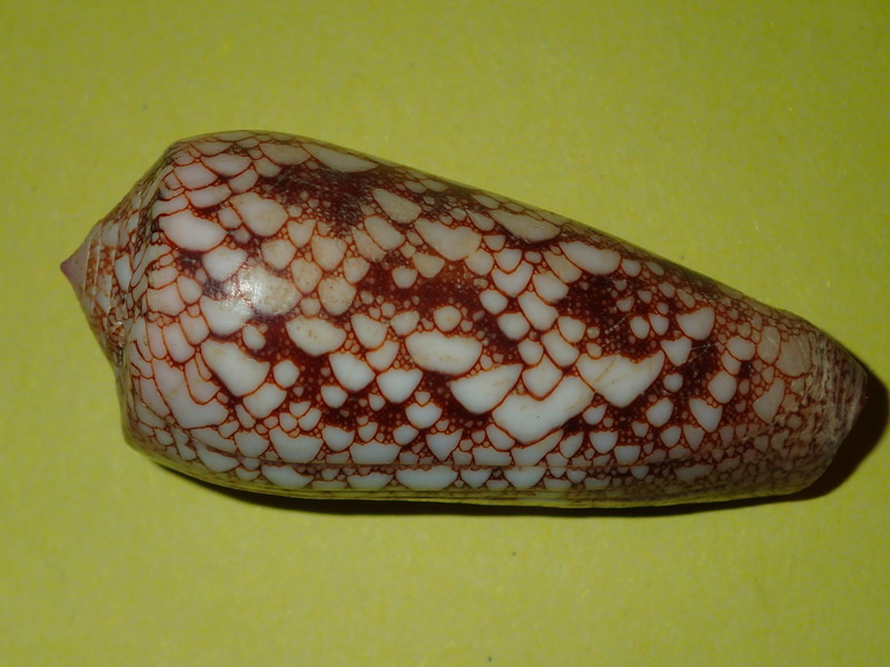 Conus (Darioconus) omaria convolutus     GB Sowerby II, 1858  - Page 2 P3290926