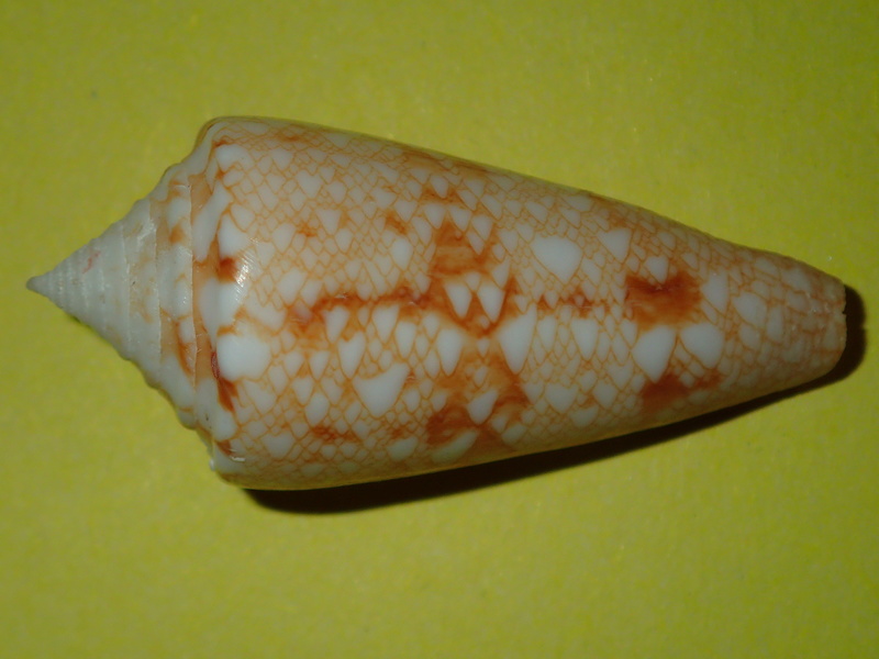 Conus (Cylinder) glorioceanus  Poppe & Tagaro, 2009 P3290931