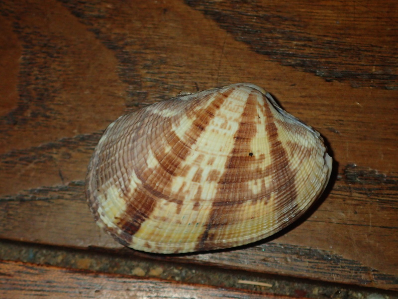 Ruditapes decussatus - (Linnaeus, 1758) P5071012