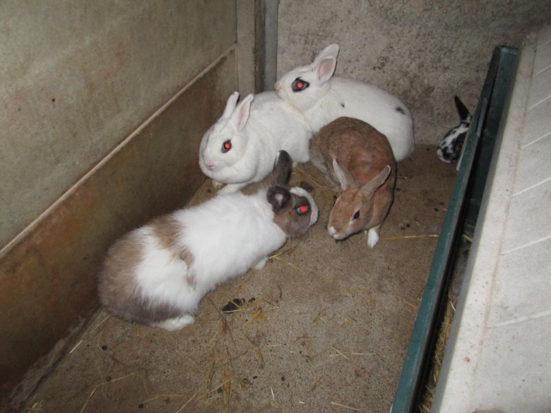  Extrème urgence euthanasie le 10 avril, 10 lapins en fourrière 10151610