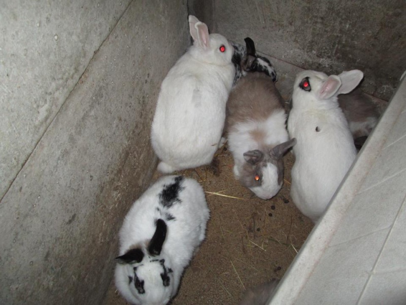  Extrème urgence euthanasie le 10 avril, 10 lapins en fourrière 10168310