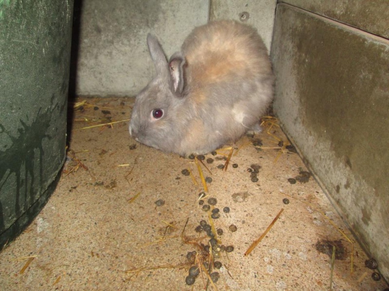  Extrème urgence euthanasie le 10 avril, 10 lapins en fourrière 10178310