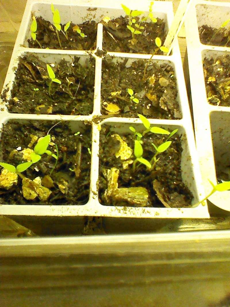 Ground Cherries Img_2056