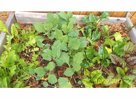 Daikon radishes? - Page 2 Photo123