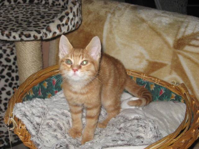 CARTER, chaton roux, né en octobre 2013 14686010