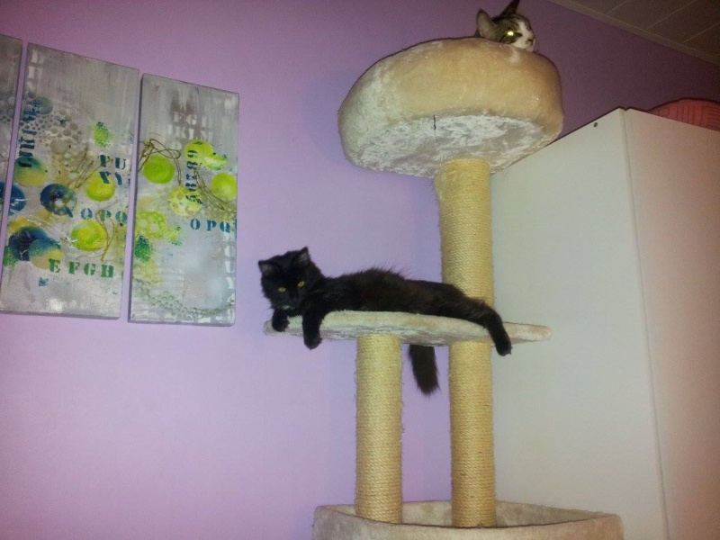 HARRY POTTER, chaton noir avec tâche blanche poil mi-long, né en juillet 2013 15023810