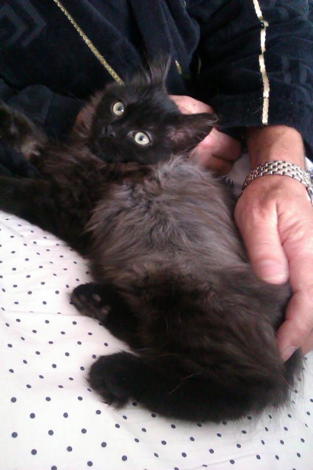 ONYX chaton noir poils longs né en août 2013 96006610