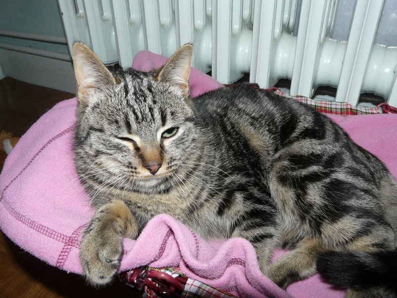 PLUME, chatonne tigrée grise, née en juillet 2013 Plume210