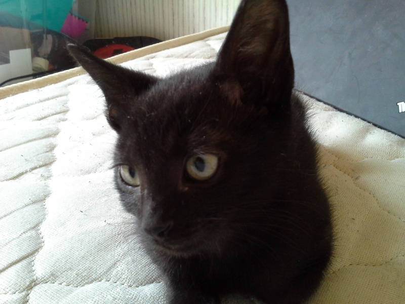 Téhina, chatonne noire née en janvier 2014 Tahina10