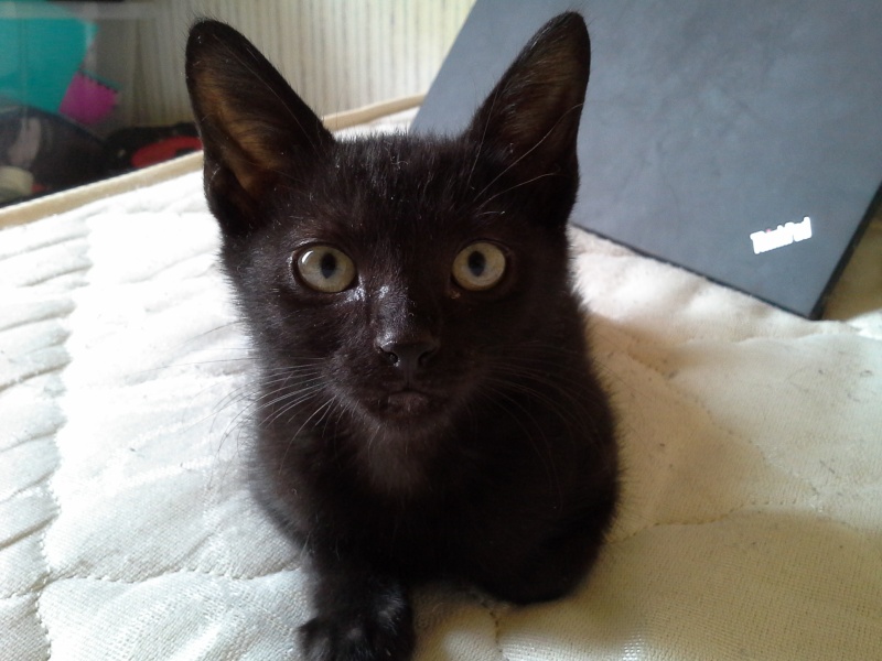 Téhina, chatonne noire née en janvier 2014 Tahina11