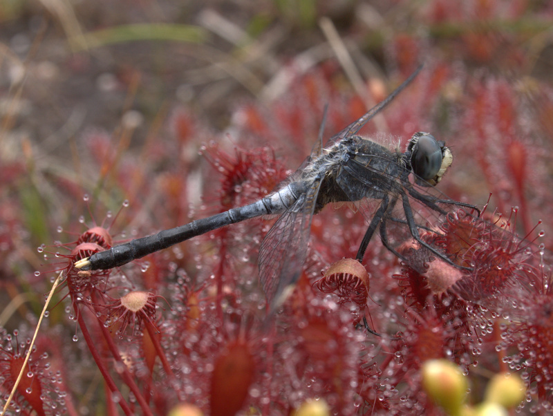 leucorrhinia - [Leucorrhinia albifrons] Groupe entomo du pays de Rennes : découverte d'une Leucorrhine à front blanc 11052710