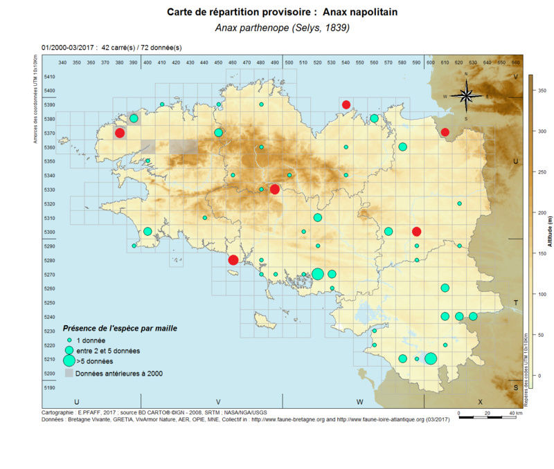 [Anax parthenope] Nouvelles observations de l'Anax napolitain Anax_p11