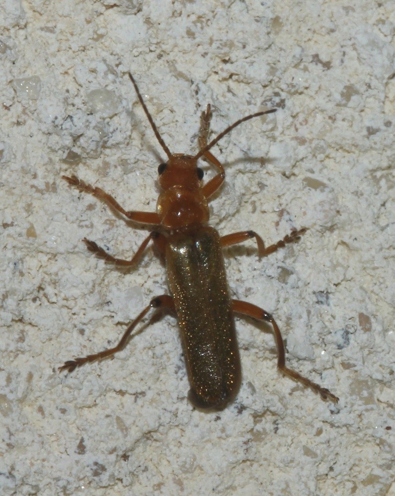 Cantharis... Cantha10