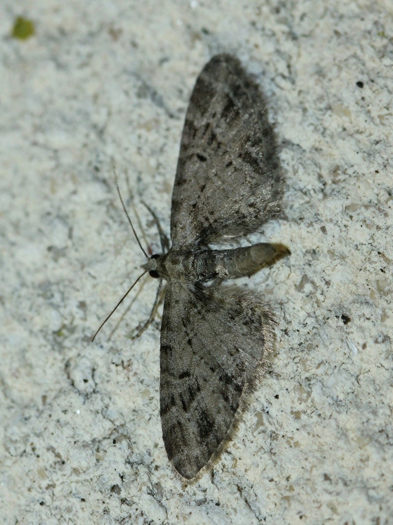 eupithecia - Quelques Eupithecia Eup_ex10