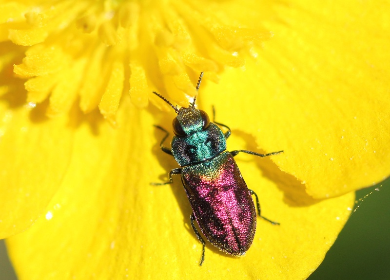 Anthaxia salicis ? Img_1018