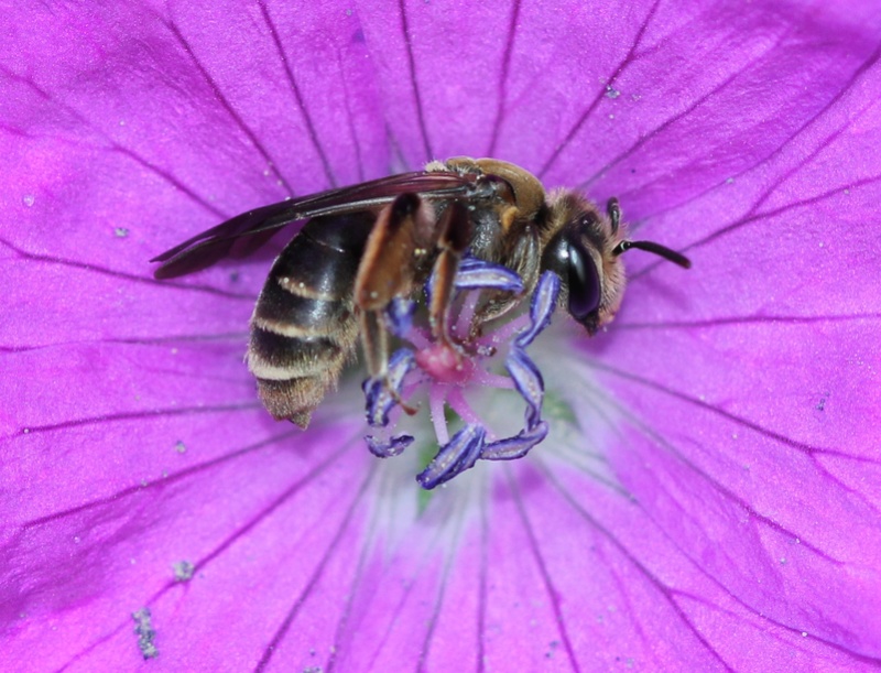 Abeille dans une fleur Img_3614