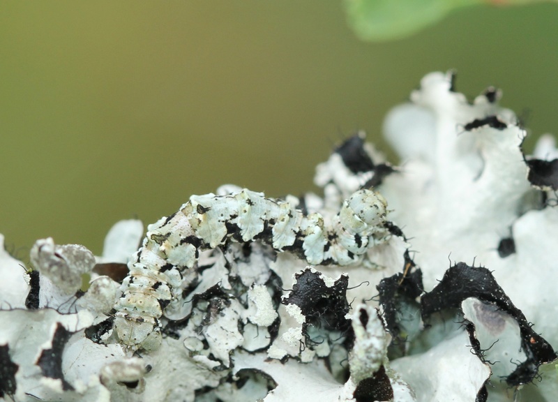 chenille lichen : Cleorodes lichenaria Img_4013