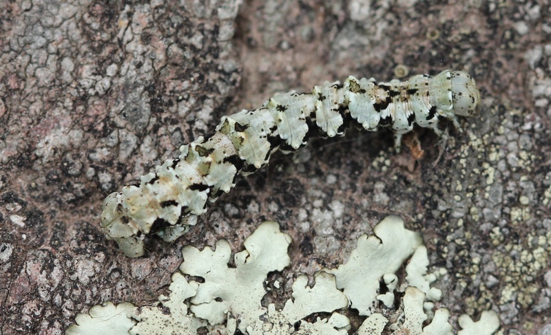 chenille lichen : Cleorodes lichenaria Img_4014