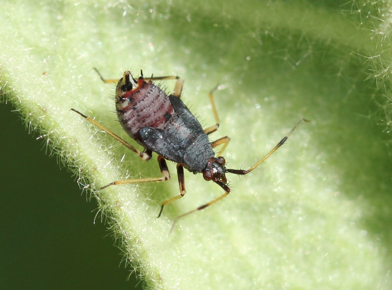 [Deraeocoris ruber_Juvénile] Larve sur  verbascum Img_5311