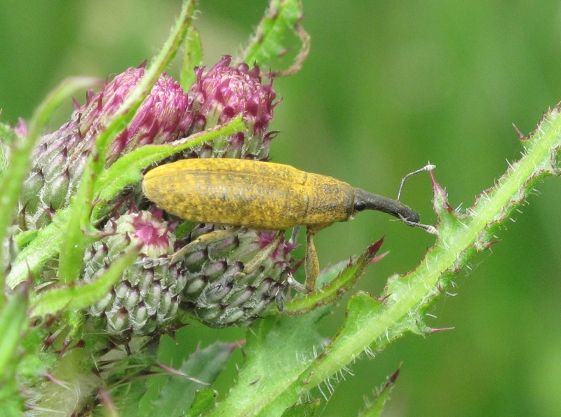 Lixus pulverulentus ? Img_6511