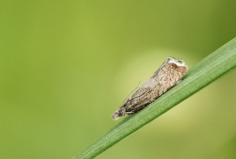 Dichrorampha simpliciana ? Img_6913